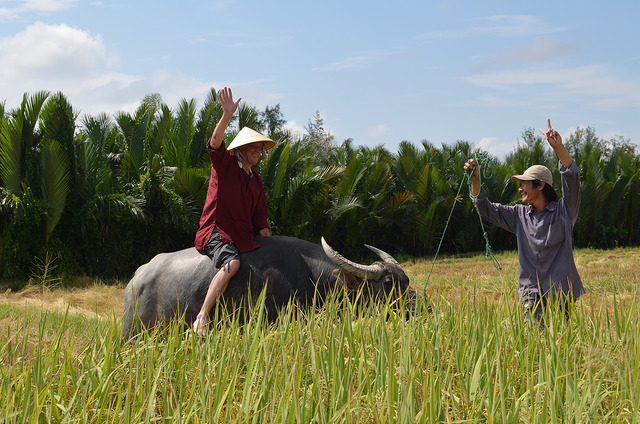 giro in bufalo a Hoian 3